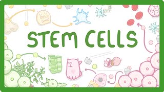 GCSE Biology  What are Stem Cells Difference Between Embryonic and Adult Stem Cells 11 [upl. by Phil707]