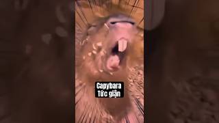 Mức độ TỨC GIẬN của CAPYBARA 😰 [upl. by Okimuk]