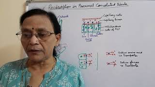 Reabsorption in Proximal Convoluted Tubule  Urine formation in nephrons Excretion [upl. by Airdnola]
