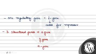 In lac operon i gene codes for 1 betagalactosidase 2 permease 3 repressor protein 4 [upl. by Darsey390]