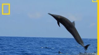 Le dauphin du CostaRica est un acrobate [upl. by Uird]