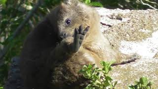 Rock Hyrax calling [upl. by Niboc]