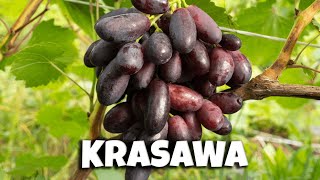 Winorośl deserowa  KRASAWA 🍇 [upl. by Annaerda227]