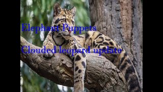 Elephant Puppets clouded leopard update 🐈‍⬛ [upl. by Norit192]