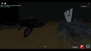 DBSA Beroe Goosefish Slimehead Eastern Pacific Black Ghostshark and Purplebelly Skate [upl. by Garcon]