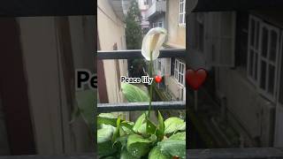 Peace lily  Air purifier plant  peacelily indoor plant garden shorts [upl. by Eudo]