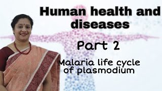 NEET CLASS12 HUMAN HEALTH AND DISEASES PART2 MALARIA LIFE CYCLE OF PLASMODIUM [upl. by Aihset]