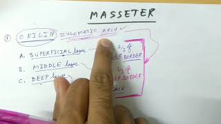 Muscle of mastication  Masseter  TCML [upl. by Erdda]