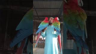 Green wing macaw tamedbirdseveryone following highlights shortsviral trending youtube [upl. by Arvin666]