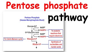 Pentose phosphate pathway [upl. by Dorina]