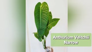 Anthurium Veitchii Narrow  Plant recommendation from Ecuagenera Ecuador [upl. by Mazurek]