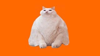 Overweight Cat [upl. by Lita]