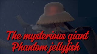 The mysterious Deep Sea giant Phantom Jellyfish… [upl. by Dewayne885]