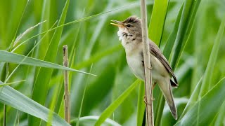 Marsh warblers Acrocephalus palustris imitate European and African birds For closeups skip intro [upl. by Gnut284]