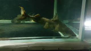 Monster Fish Predatory Tank Feeding Vampire AlligatorGoonch African Tiger FishPiraiba [upl. by Dardani]