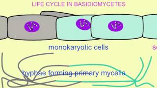 FUNGI LIFE CYCLE IN BASIDIOMYCETES [upl. by Gayla]