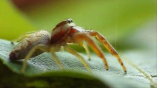 Macro Video of a Hentzia Jumping Spider [upl. by Oizirbaf]