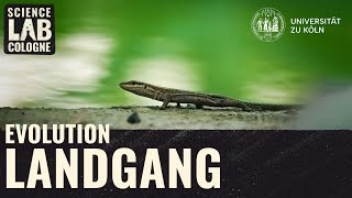 Evolution Landgang der Wirbeltiere [upl. by Donaugh]