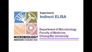 การทดลองที่ 42 Indirect ELISA [upl. by Dranyl238]