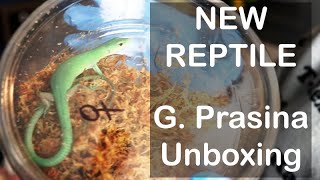 Green Keel Bellied Lizard gastropholis prasina UNBOXING [upl. by O'Callaghan]