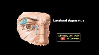 Lacrimal Apparatus  Components Features Structure with its Blood amp Nerve supply [upl. by Jepson904]