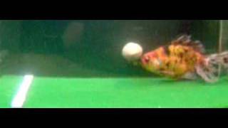 Trained Goldfish Playing Football [upl. by Erlene]