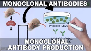 Monoclonal Antibodies and its Production [upl. by Nidak]