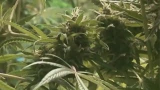 Marijuana legalization coming in Texas [upl. by Kalinda327]