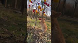 Rabbits eat small tomatoes with carrot🦜🍅🍅 [upl. by Angelis259]