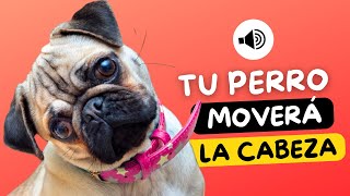 🐶🔊 Con Estos Sonidos tu Perro Moverá la Cabeza [upl. by Airbmac561]