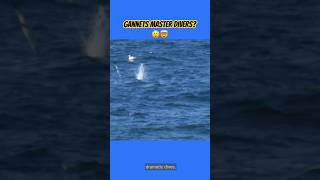 AMAZING FACTS ABOUT GANNETS MAJESTIC BIRDS [upl. by Admana]