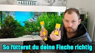 So fütterst du deine Fische richtig  Fische im Aquarium richtig füttern [upl. by Airretal]