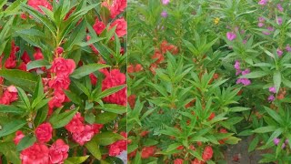 All collections of dopatibalsam flower।। Different types of balsam।। বিভিন্ন রঙের দোপাটি।। [upl. by Jarvis]