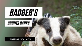 The Animal Sounds Badgers Grunts Barks  Sound Effect  Animation [upl. by Betz]