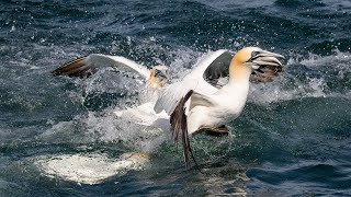 Gannet feeding Yorkshire Belle 2024 [upl. by Ecyrb]