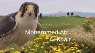 صقر وكريفالكونLanner Falconصقر وكري ShaheenFalcon Saker Falcons فالكون FalconryFalcons [upl. by Westmoreland]