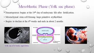 Hematopoiesis and stem cell theory│عملية صنع خلايا الدم و نظرية الخلايا الجذعية الجزء الأول [upl. by Clawson980]