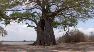 Afrika Der Malawisee  See der Sterne DOKU [upl. by Niasuh]