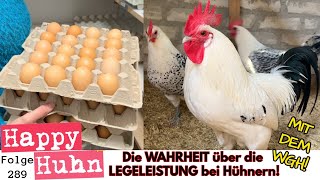 Die Wahrheit über die Legeleistung alter Hühnerrassen Wie viele Eier legen Hühner HAPPY HUHN E289 [upl. by Fowle]