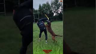 🔝Malinois Puppy Training First Steps dog germanshepherd belgianmalinois malinois dogtraining [upl. by Nelubez]