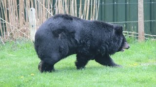 Kraagbeer  Asiatic Black Bear  Dierenrijk Nuenen [upl. by Giffard]