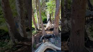 The Path We crossed  Glacier Gorge Trail  hiking colorado rockymountainnationalpark glacier [upl. by Anawqahs445]