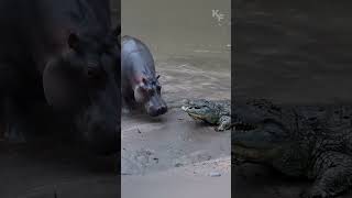 A Mother Hippos Protective Instincts Driving Away a Crocodile to Safeguard Her Calf [upl. by Hepsiba623]