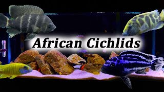 All About African Cichlids  What Type Should You Buy [upl. by Zobias]