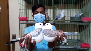 Unique Shatin Pigeon Collection  Fancy Pigeon Breeding Pairs  Top Quality Fancy Pigeons [upl. by Kciredes]