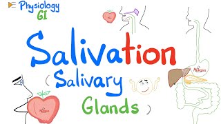 Salivation Salivary glands Parotid Submandibular Sublingual  GI Physiology [upl. by Jeuz]