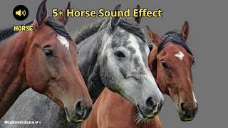 Horse sound effect [upl. by Eednam872]