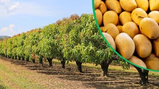 Beautiful Mango Farming In Australia  Best Mango Farm in The World [upl. by Majka]