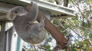 Crazy koala fight [upl. by Meece]