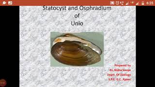 Statocyst and Osphradium of Unio [upl. by Onifur]